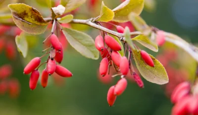 Berberis Vulgaris