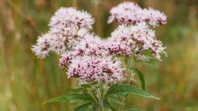 Valerian Root (Kediotu)